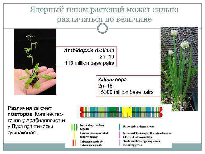 Ядерный геном растений может сильно различаться по величине Arabidopsis thaliana 2 n=10 115 million