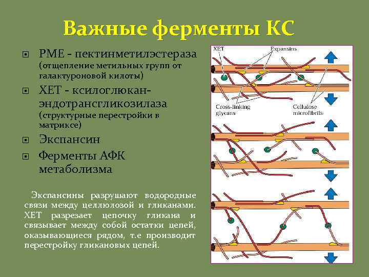 Важные ферменты КС PME - пектинметилэстераза (отщепление метильных групп от галактуроновой килоты) ХЕТ -