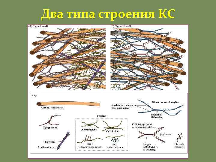 Два типа строения КС 