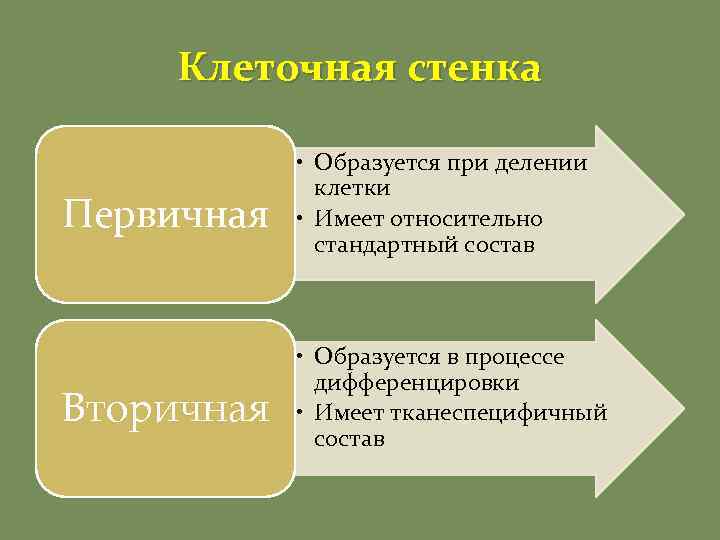 Клеточная стенка Первичная • Образуется при делении клетки • Имеет относительно стандартный состав Вторичная