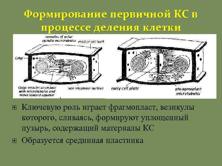 Формирование первичной КС в процессе деления клетки Ключевую роль играет фрагмопласт, везикулы которого, сливаясь,