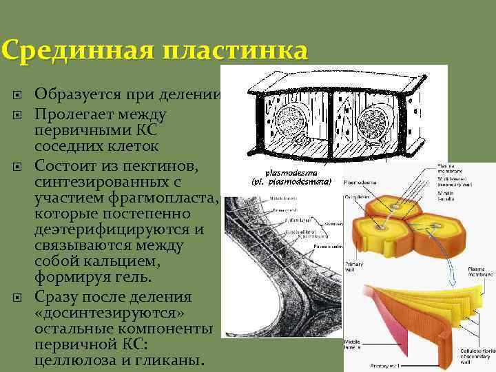 Срединная пластинка Образуется при делении Пролегает между первичными КС соседних клеток Состоит из пектинов,