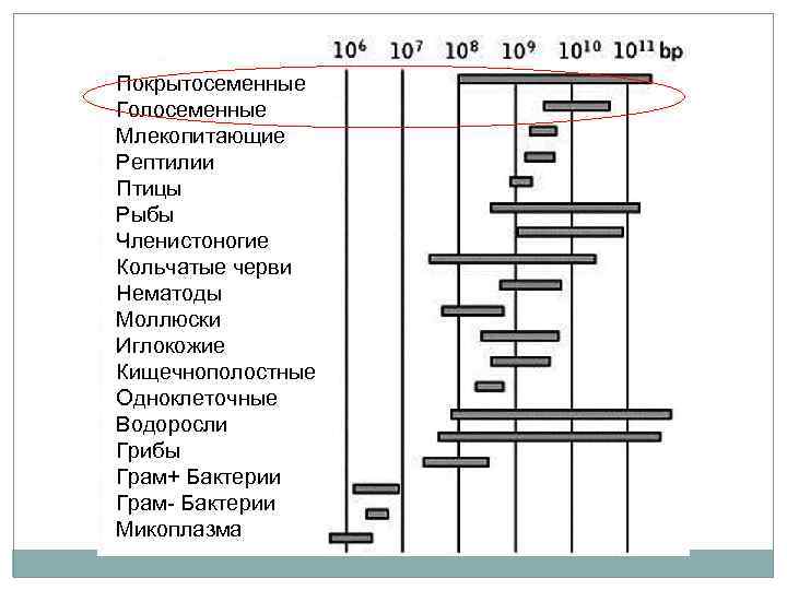 Покрытосеменные Голосеменные Млекопитающие Рептилии Птицы Рыбы Членистоногие Кольчатые черви Нематоды Моллюски Иглокожие Кищечнополостные Одноклеточные