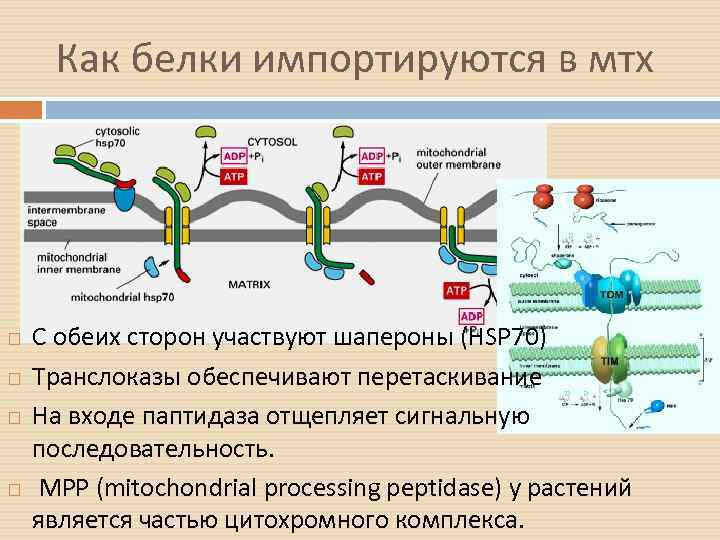 Как белки импортируются в мтх С обеих сторон участвуют шапероны (HSP 70) Транслоказы обеспечивают