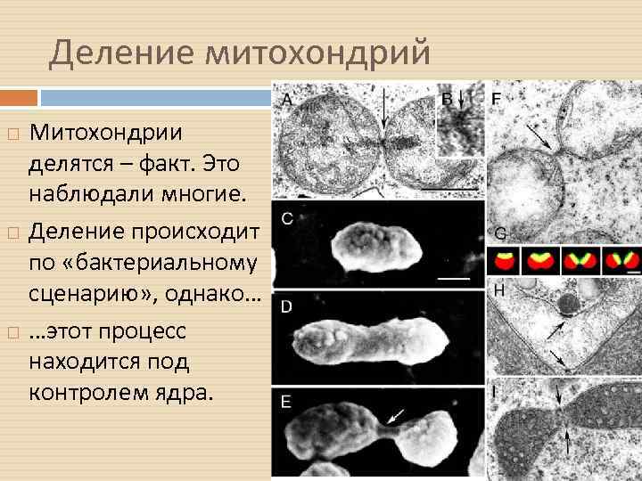 Деление митохондрий Митохондрии делятся – факт. Это наблюдали многие. Деление происходит по «бактериальному сценарию»