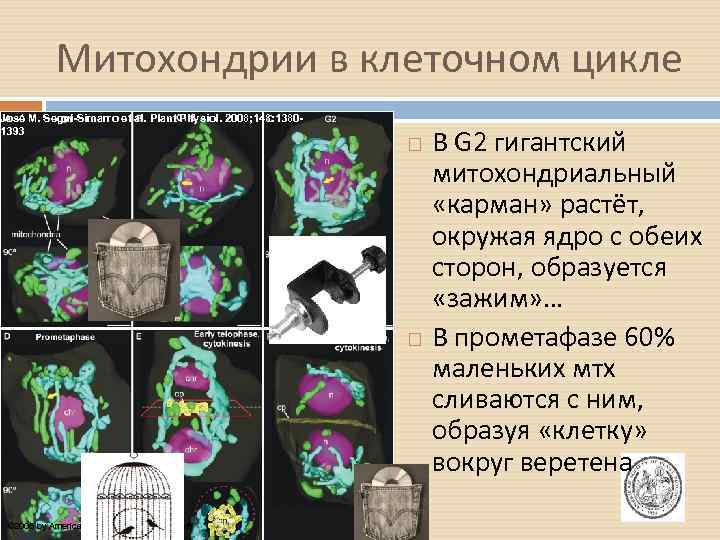 Митохондрии в клеточном цикле José M. Seguí-Simarro et al. Plant Physiol. 2008; 148: 13801393