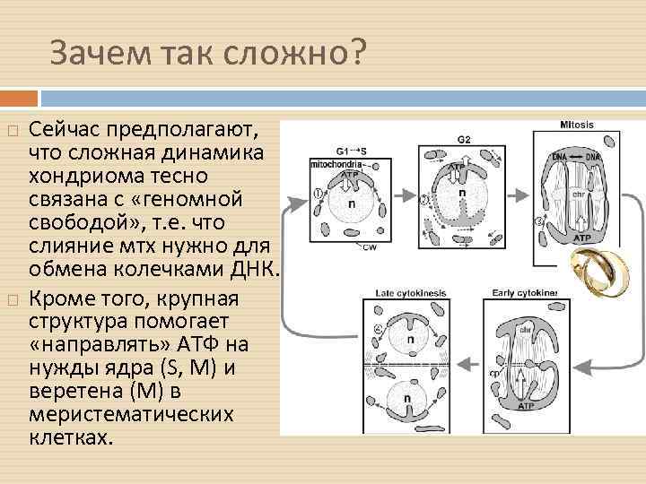 Зачем так сложно? Сейчас предполагают, что сложная динамика хондриома тесно связана с «геномной свободой»