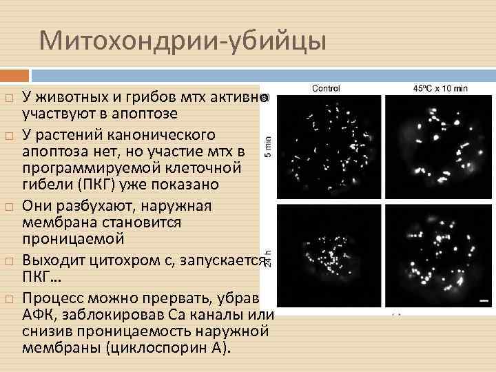 Митохондрии-убийцы У животных и грибов мтх активно участвуют в апоптозе У растений канонического апоптоза