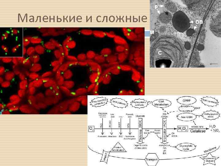 Маленькие и сложные 