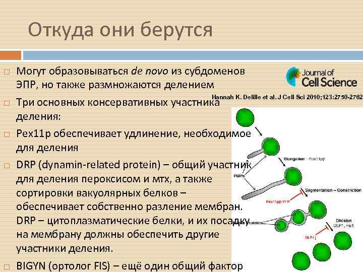 Откуда они берутся Могут образовываться de novo из субдоменов ЭПР, но также размножаются делением