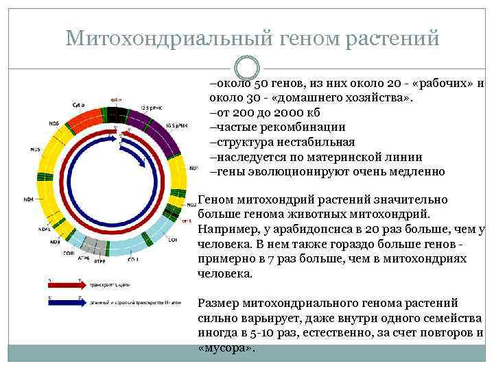Где находятся гены. Митохондриальный геном растений. Структура митохондриального генома. Геном митохондрий растений. Митохондриальный геном растений кодирует.