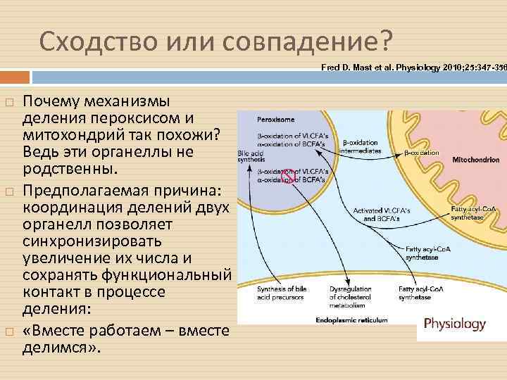 Сходство или совпадение? Fred D. Mast et al. Physiology 2010; 25: 347 -356 Почему