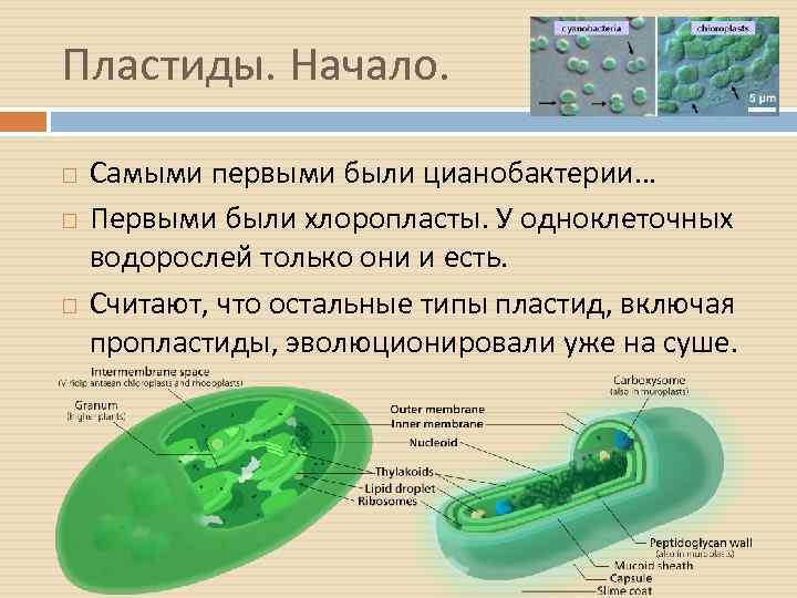 Пластиды. Начало. Самыми первыми были цианобактерии… Первыми были хлоропласты. У одноклеточных водорослей только они