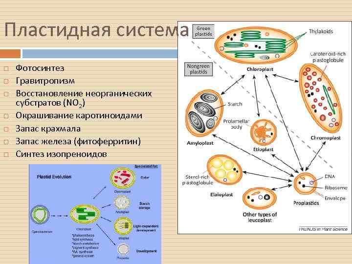 Пластидная система Фотосинтез Гравитропизм Восстановление неорганических субстратов (NO 2) Окрашивание каротиноидами Запас крахмала Запас