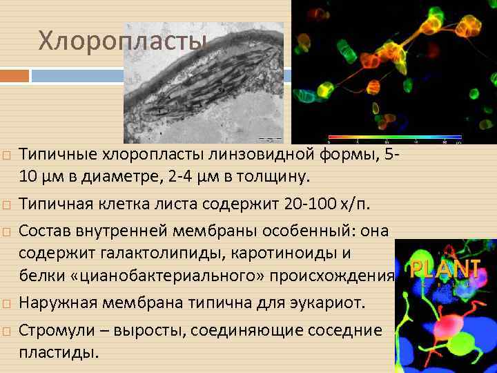 Хлоропласты Типичные хлоропласты линзовидной формы, 510 µм в диаметре, 2 -4 µм в толщину.