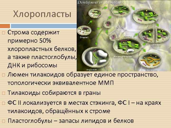 Хлоропласты Строма содержит примерно 50% хлоропластных белков, а также пластоглобулы, ДНК и рибосомы Люмен