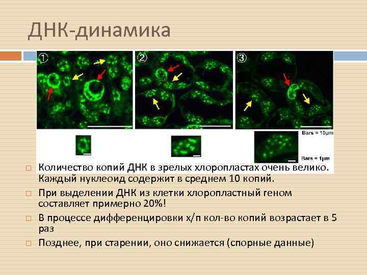 ДНК-динамика Количество копий ДНК в зрелых хлоропластах очень велико. Каждый нуклеоид содержит в среднем