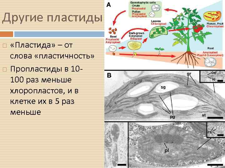 Другие пластиды «Пластида» – от слова «пластичность» Пропластиды в 10100 раз меньше хлоропластов, и