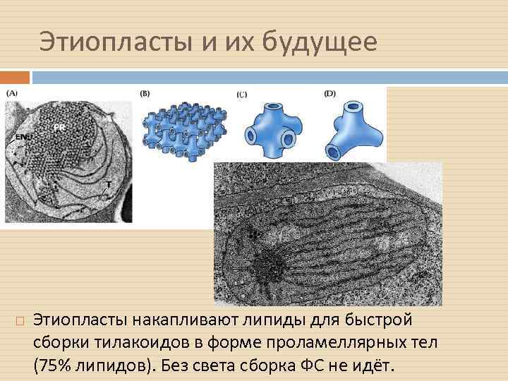 Этиопласты и их будущее Этиопласты накапливают липиды для быстрой сборки тилакоидов в форме проламеллярных