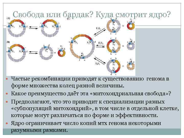 Свобода или бардак? Куда смотрит ядро? Частые рекомбинации приводят к существованию генома в форме