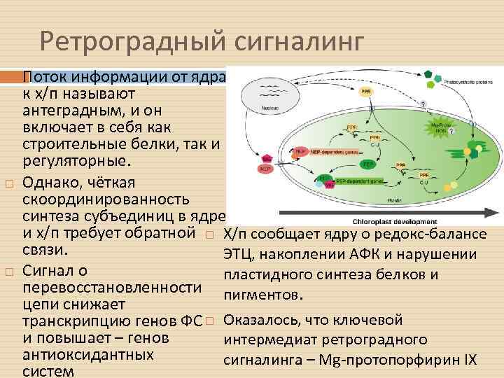 Ретроградный сигналинг Поток информации от ядра к х/п называют антеградным, и он включает в