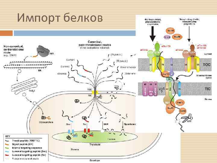 Импорт белков 