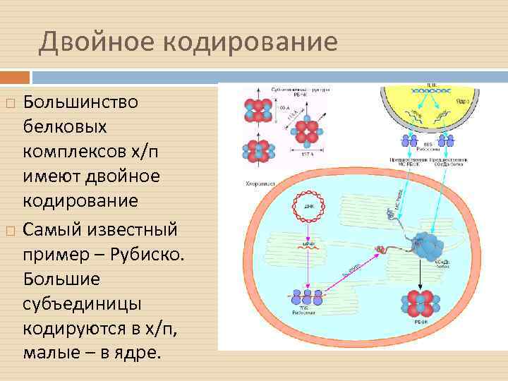 Двойное кодирование Большинство белковых комплексов х/п имеют двойное кодирование Самый известный пример – Рубиско.