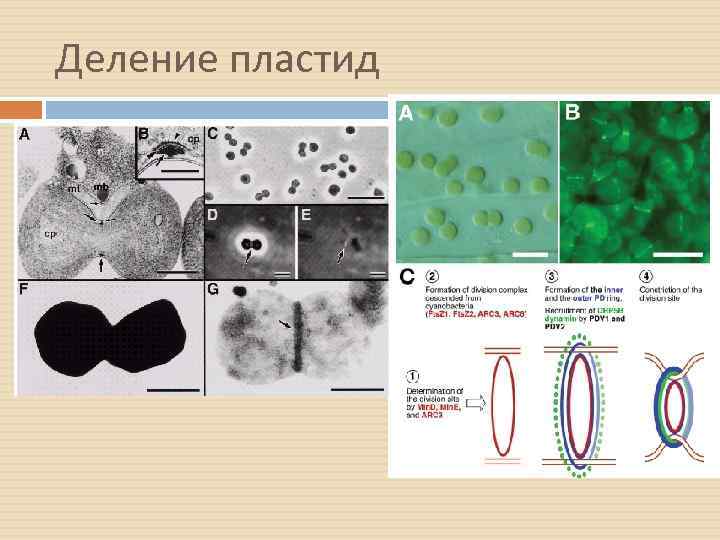 Деление пластид 