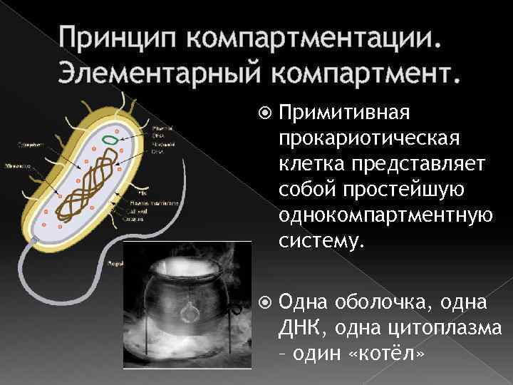 Принцип компартментации. Элементарный компартмент. Примитивная прокариотическая клетка представляет собой простейшую однокомпартментную систему. Одна оболочка,