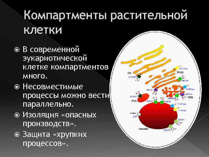 Функции эукариотической клетки