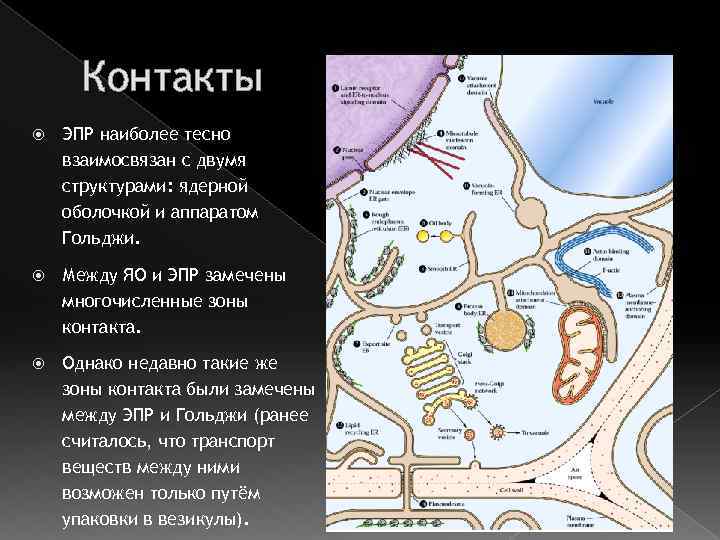 Контакты ЭПР наиболее тесно взаимосвязан с двумя структурами: ядерной оболочкой и аппаратом Гольджи. Между