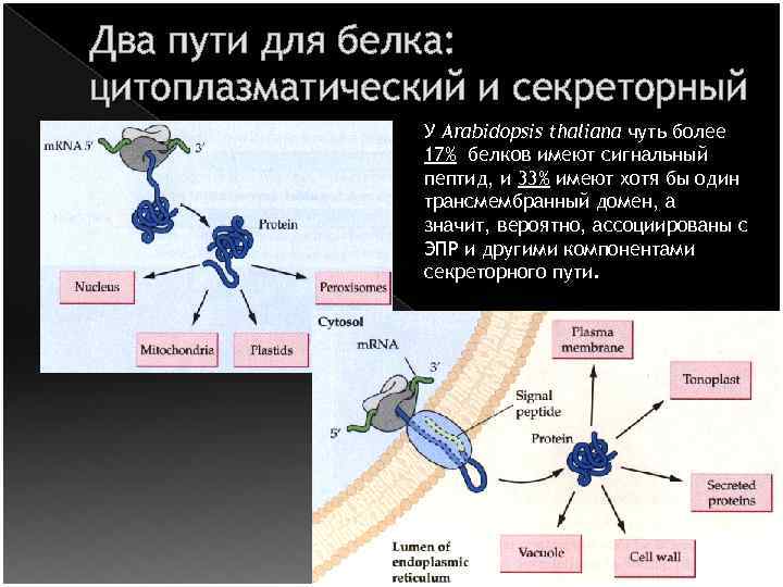 Два пути для белка: цитоплазматический и секреторный У Arabidopsis thaliana чуть более 17% белков