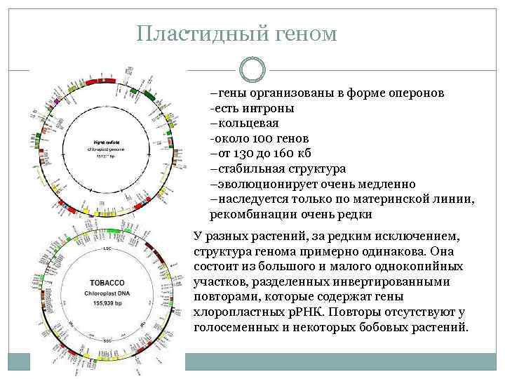 Пластидный геном –гены организованы в форме оперонов -есть интроны –кольцевая -около 100 генов –от