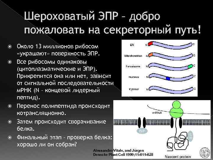 Шероховатый ЭПР – добро пожаловать на секреторный путь! Около 13 миллионов рибосом «украшают» поверхность