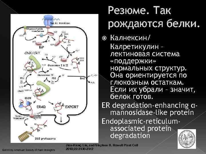 Резюме. Так рождаются белки. Калнексин/ Калретикулин – лектиновая система «поддержки» нормальных структур. Она ориентируется