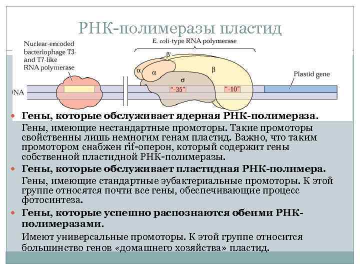 РНК-полимеразы пластид Гены, которые обслуживает ядерная РНК-полимераза. Гены, имеющие нестандартные промоторы. Такие промоторы свойственны