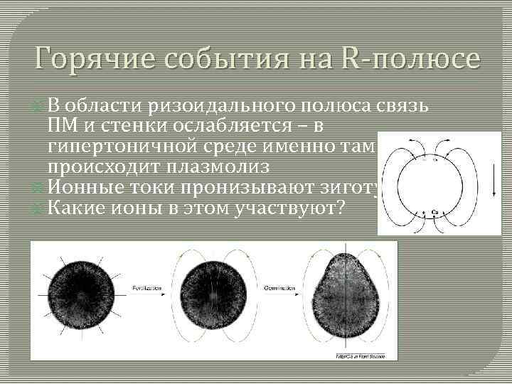 Горячие события на R-полюсе В области ризоидального полюса связь ПМ и стенки ослабляется –