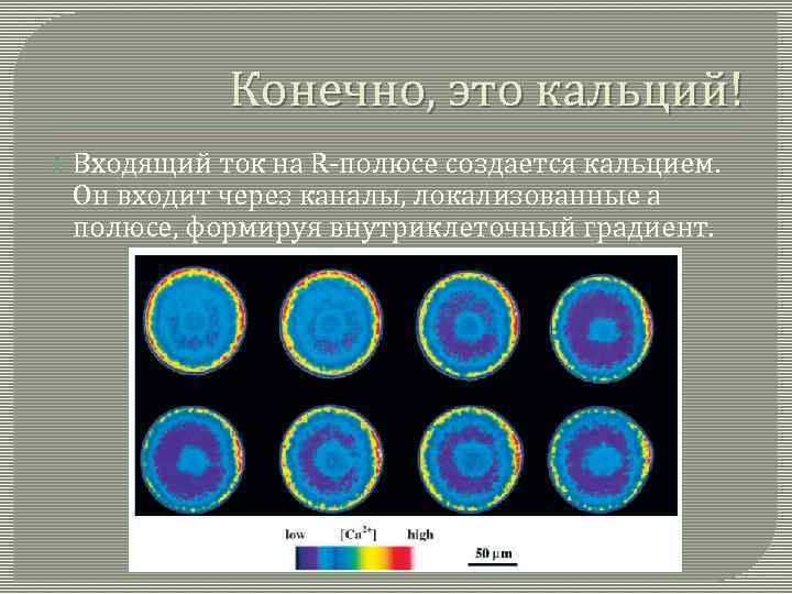 Конечно, это кальций! Входящий ток на R-полюсе создается кальцием. Он входит через каналы, локализованные