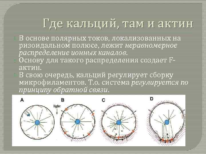 Где кальций, там и актин В основе полярных токов, локализованных на ризоидальном полюсе, лежит