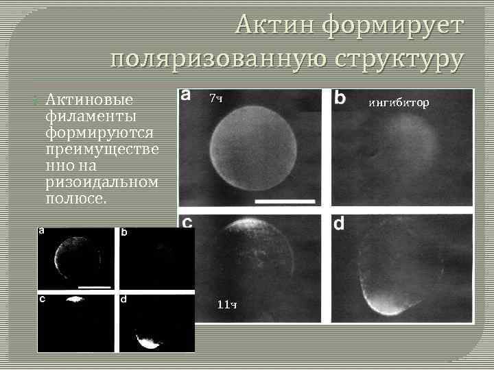 Актин формирует поляризованную структуру Актиновые филаменты формируются преимуществе нно на ризоидальном полюсе. 7 ч