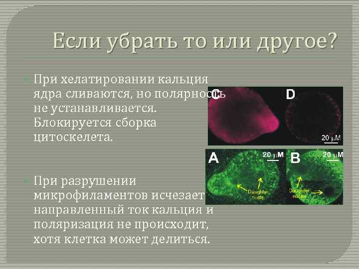 Если убрать то или другое? При хелатировании кальция ядра сливаются, но полярность не устанавливается.