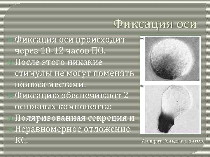 Фиксация оси происходит через 10 -12 часов ПО. После этого никакие стимулы не могут