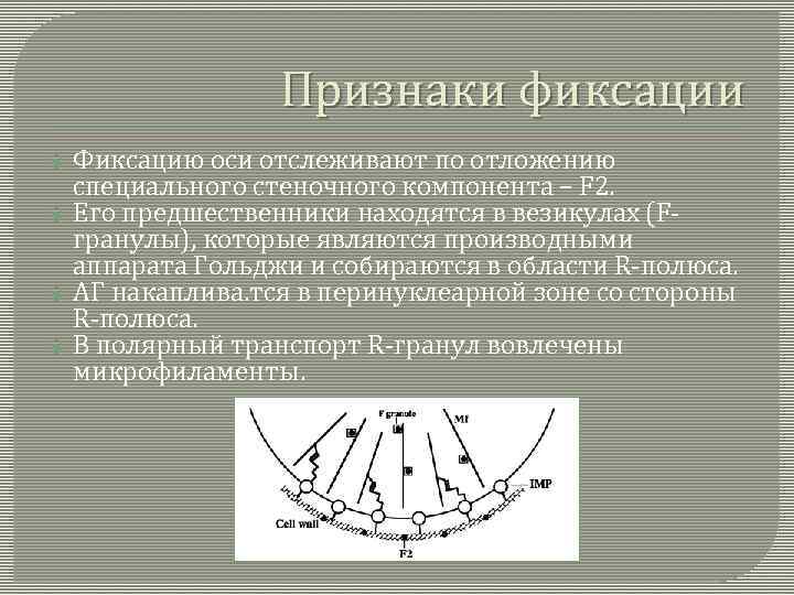 Признаки фиксации Фиксацию оси отслеживают по отложению специального стеночного компонента – F 2. Его