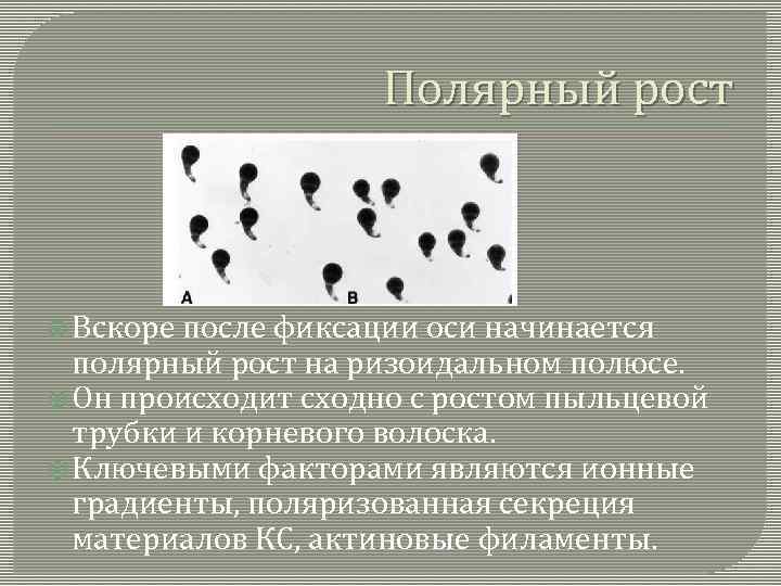 Полярный рост Вскоре после фиксации оси начинается полярный рост на ризоидальном полюсе. Он происходит