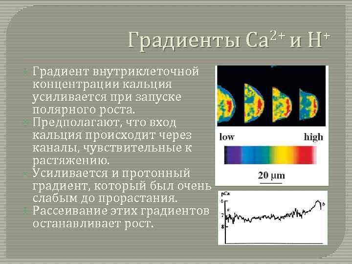 Градиенты Сa 2+ и Н+ Градиент внутриклеточной концентрации кальция усиливается при запуске полярного роста.