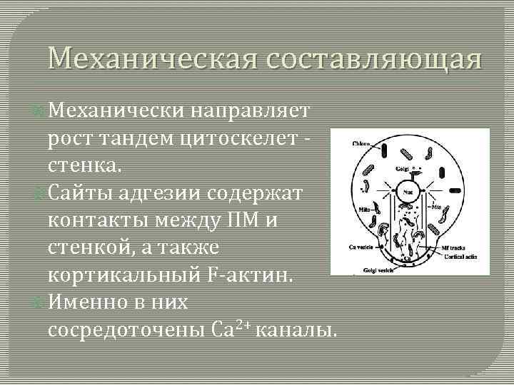 Механическая составляющая Механически направляет рост тандем цитоскелет стенка. Сайты адгезии содержат контакты между ПМ