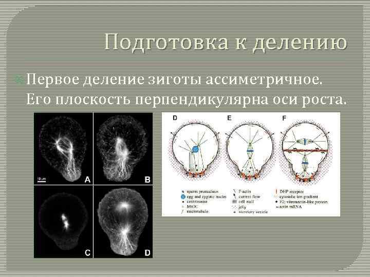 Подготовка к делению Первое деление зиготы ассиметричное. Его плоскость перпендикулярна оси роста. 