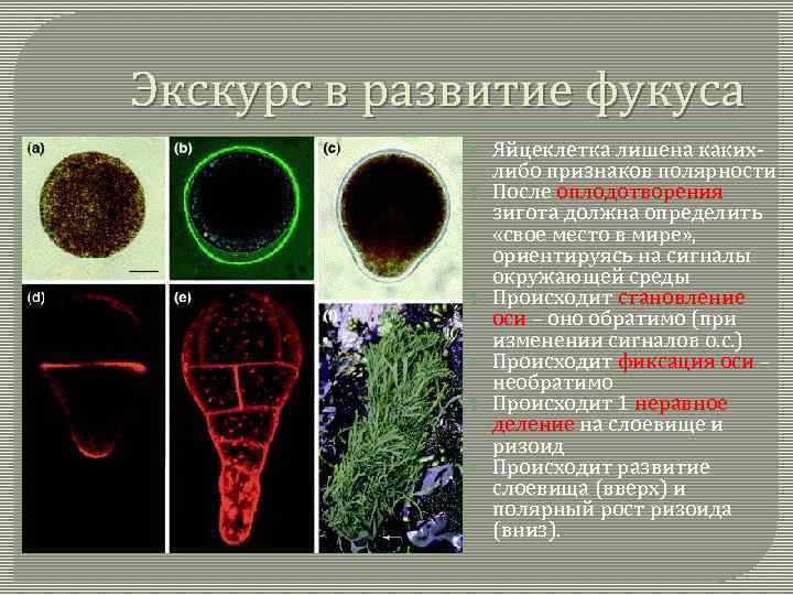 Экскурс в развитие фукуса Яйцеклетка лишена какихлибо признаков полярности После оплодотворения зигота должна определить