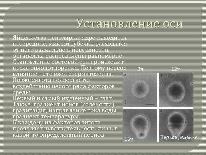 Установление оси Яйцеклетка неполярна: ядро находится посередине, микротрубочки расходятся от него радиально к поверхности,