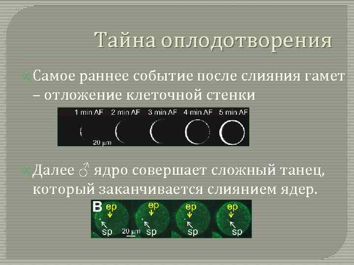 Тайна оплодотворения Самое раннее событие после слияния гамет – отложение клеточной стенки Далее ♂